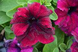 Success! HD Burgundy Petunia (Petunia 'Success! HD Burgundy') at Lakeshore Garden Centres