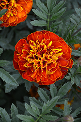 Super Hero Spry Marigold (Tagetes patula 'Super Hero Spry') at Lakeshore Garden Centres