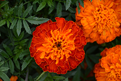 Super Hero Harmony Marigold (Tagetes patula 'Super Hero Harmony') at Lakeshore Garden Centres