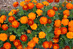 Super Hero Harmony Marigold (Tagetes patula 'Super Hero Harmony') at Lakeshore Garden Centres