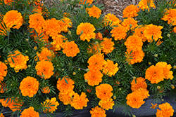 Super Hero Orange Marigold (Tagetes patula 'Super Hero Orange') at Lakeshore Garden Centres