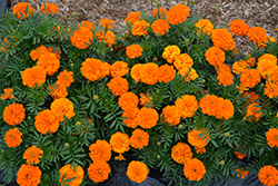 Super Hero Deep Orange Marigold (Tagetes patula 'Super Hero Deep Orange') at Lakeshore Garden Centres