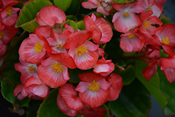 Sprint Plus Blush Begonia (Begonia 'Sprint Plus Blush') at Lakeshore Garden Centres