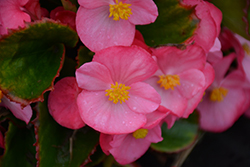 Sprint Plus Rose Begonia (Begonia 'Sprint Plus Rose') at Lakeshore Garden Centres