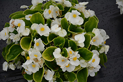 Sprint Plus White Begonia (Begonia 'Sprint Plus White') at Lakeshore Garden Centres
