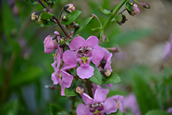 Adessa Pink Angelonia (Angelonia angustifolia 'Adessa Pink') at Lakeshore Garden Centres