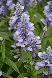 Farina Silver Blue Salvia (Salvia farinacea 'Farina Silver Blue') at Lakeshore Garden Centres