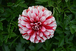 Lubega Power Scarlet White Dahlia (Dahlia 'Lubega Power Scarlet White') at Lakeshore Garden Centres