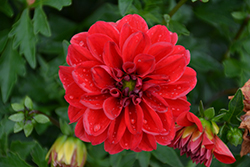 Lubega Power Scarlet Dahlia (Dahlia 'Lubega Power Scarlet') at Lakeshore Garden Centres