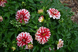Lubega Power Red White Dahlia (Dahlia 'Lubega Power Red White') at Lakeshore Garden Centres
