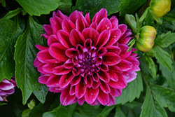 Lubega Power Burgundy Dahlia (Dahlia 'Lubega Power Burgundy') at Lakeshore Garden Centres