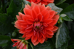 Lubega Power Orange Dahlia (Dahlia 'Lubega Power Orange') at Lakeshore Garden Centres