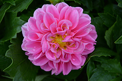 Lubega Power Rose Dahlia (Dahlia 'Lubega Power Rose') at Lakeshore Garden Centres