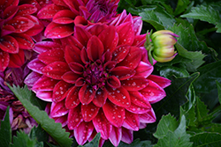 Lubega XL Deep Red Dahlia (Dahlia 'Lubega XL Deep Red') at Lakeshore Garden Centres