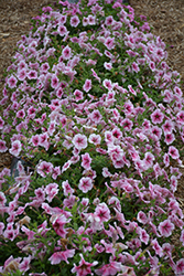 Opera Supreme Raspberry Ice Petunia (Petunia 'Opera Supreme Raspberry Ice') at Lakeshore Garden Centres