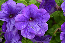 Opera Supreme Blue Petunia (Petunia 'Opera Supreme Blue') at Lakeshore Garden Centres