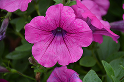 Opera Supreme Purple Petunia (Petunia 'Opera Supreme Purple') at Lakeshore Garden Centres