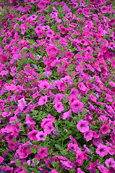 Opera Supreme Purple Petunia (Petunia 'Opera Supreme Purple') at Lakeshore Garden Centres