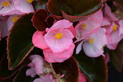 Senator IQ Rose (Begonia 'Senator IQ Rose') at Lakeshore Garden Centres
