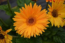 Majorette Blazing Eyes Gerbera Daisy (Gerbera 'Majorette Blazing Eyes') at Lakeshore Garden Centres