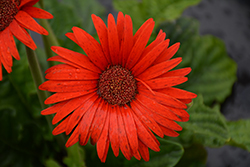 Majorette Blazing Eyes Gerbera Daisy (Gerbera 'Majorette Blazing Eyes') at Lakeshore Garden Centres