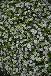 Gypsy White Baby's Breath (Gypsophila muralis 'Gypsy White') at Lakeshore Garden Centres
