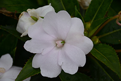 SunPatiens Vigorous Clear White Impatiens (Impatiens 'SAKIMP036') at Lakeshore Garden Centres