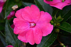 SunPatiens Vigorous Rose Pink New Guinea Impatiens (Impatiens 'SAKIMP052') at Lakeshore Garden Centres