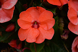 SunPatiens Compact Hot Coral New Guinea Impatiens (Impatiens 'SakimP026') at The Mustard Seed