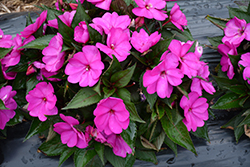SunPatiens Compact Purple New Guinea Impatiens (Impatiens 'SAKIMP037') at Lakeshore Garden Centres