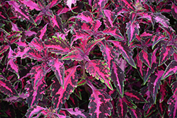 PartyTime Pink Fizz Coleus (Solenostemon scutellarioides 'PartyTime Pink Fizz') at Lakeshore Garden Centres
