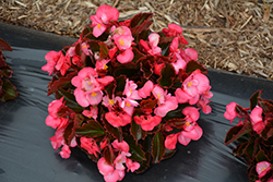Senator IQ Deep Rose (Begonia 'Senator IQ Deep Rose') at Lakeshore Garden Centres