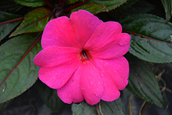 Magnum Blue New Guinea Impatiens (Impatiens 'Magnum Blue') at Lakeshore Garden Centres
