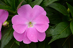 Magnum Lavender New Guinea Impatiens (Impatiens 'Magnum Lavender') at Lakeshore Garden Centres