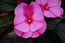 Magnum Lavender Splash New Guinea Impatiens (Impatiens 'Magnum Lavender Splash') at Lakeshore Garden Centres