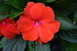 Magnum Red Flame New Guinea Impatiens (Impatiens 'Magnum Red Flame') at Lakeshore Garden Centres
