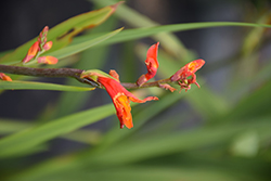 Orange Pekoe Crocosmia (Crocosmia 'Pek Or') at Lakeshore Garden Centres
