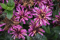 Pocahontas Deep Purple Beebalm (Monarda didyma 'Pocahontas Deep Purple') at Lakeshore Garden Centres