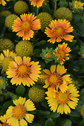 Galya Yellow Blanket Flower (Gaillardia x grandiflora 'Galya Yellow') at Lakeshore Garden Centres