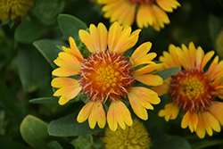 Galya Yellow Blanket Flower (Gaillardia x grandiflora 'Galya Yellow') at Lakeshore Garden Centres