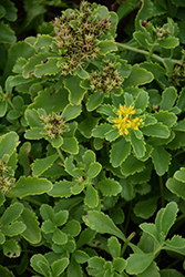 Spirit Selskian Stonecrop (Sedum selskianum 'Spirit') at Lakeshore Garden Centres
