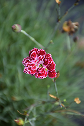 Scent From Heaven Angel Of Elegance Pinks (Dianthus 'Angel of Elegance') at Lakeshore Garden Centres