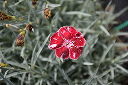 Scent From Heaven Angel Of Charm Pinks (Dianthus 'Angel of Charm') at Lakeshore Garden Centres