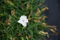 Beauties Gisele Pinks (Dianthus 'Gisele') at Lakeshore Garden Centres