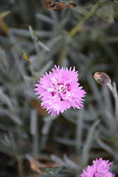 Mountain Frost Silver Strike Pinks (Dianthus 'KonD1039K1') at Golden Acre Home & Garden