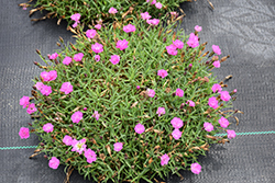 Mountain Frost Pink PomPom Pinks (Dianthus 'KonD1014K3') at Golden Acre Home & Garden