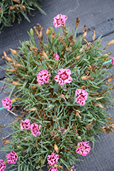 EverLast Red plus Pink Pinks (Dianthus 'EverLast Red plus Pink') at Lakeshore Garden Centres