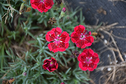 EverLast Dark Red plus Star Pinks (Dianthus 'EverLast Dark Red plus Star') at Lakeshore Garden Centres