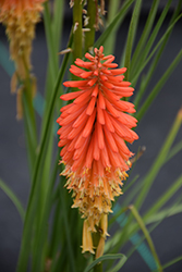 Papaya Popsicle Torchlily (Kniphofia 'Papaya Popsicle') at Lakeshore Garden Centres
