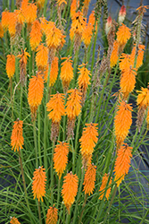 Mango Popsicle Torchlily (Kniphofia 'Mango Popsicle') at Lakeshore Garden Centres